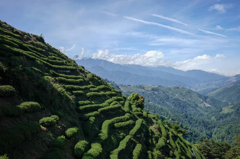 【大禹香茗】大禹嶺 高山茶 / 極高海拔限量珍藏
