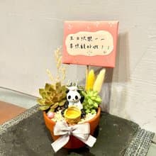 台中多肉組盆 多肉植物 枯山水 日本 熊貓 公仔 餐廳開幕 慶祝