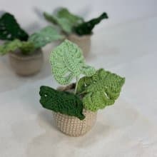 綠植系列 - 龜背芋
