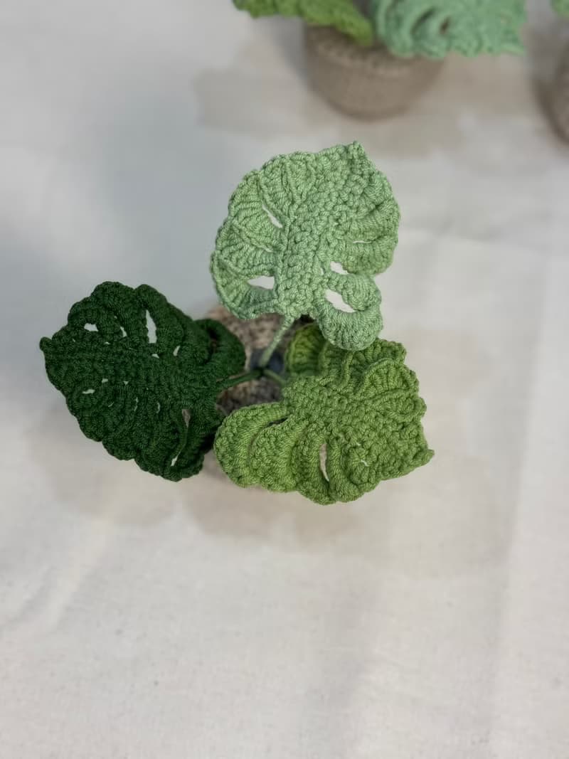 綠植系列 - 龜背芋