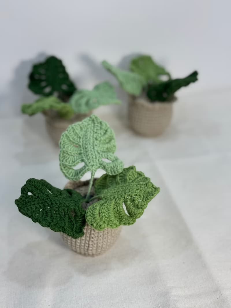 綠植系列 - 龜背芋
