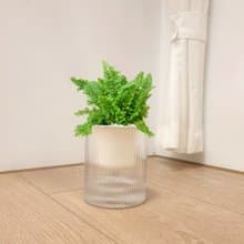 植栽 室內盆栽 蕾絲蕨 植物 盆栽