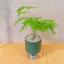 文竹觀葉植物 室內擺飾盆栽 銀綠色質感直紋高腳花盆 桌上型盆栽