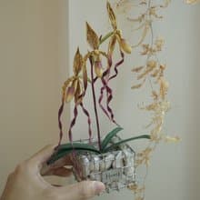 麥克仙履蘭蘭花盆栽搭配the tribus蛇龍盆盆器