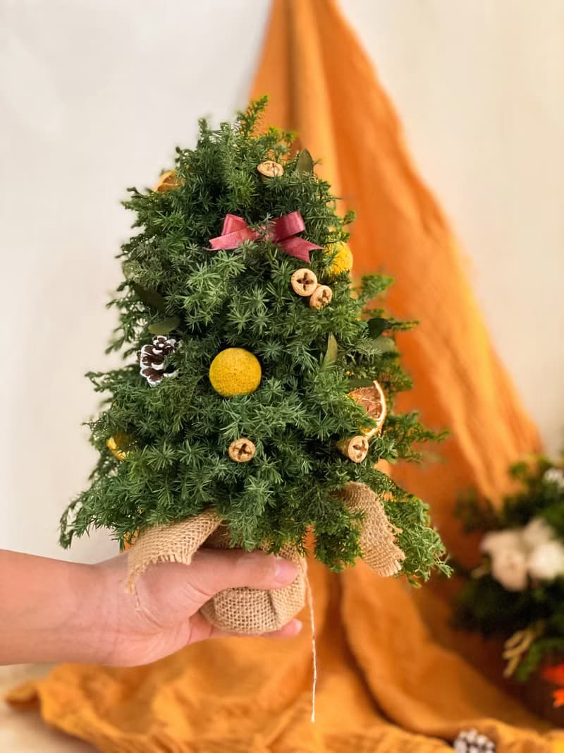 桌間熹微晨光 x 不凋雪松聖誕樹