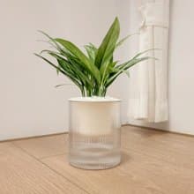 植栽 室內盆栽 銀后粗肋草