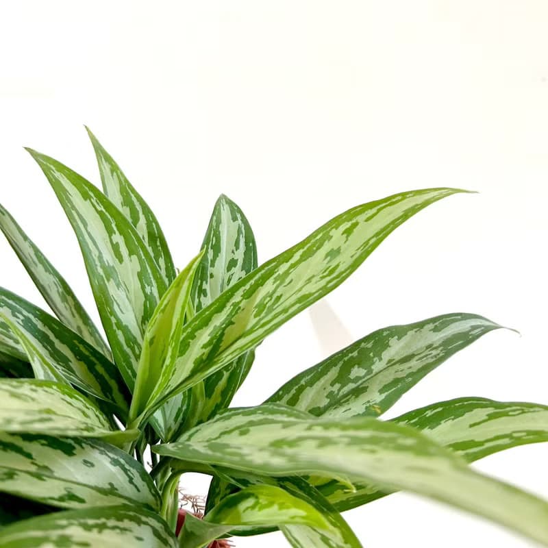 植栽 室內盆栽 銀后粗肋草