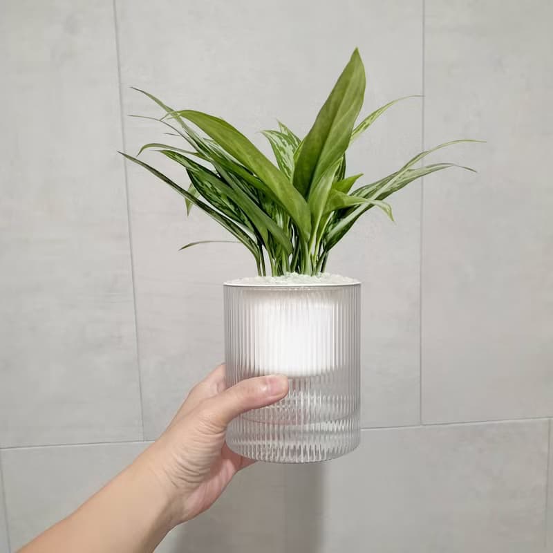植栽 室內盆栽 銀后粗肋草