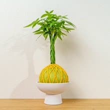 苔球植物 馬拉巴栗黃綠苔球加磨砂高腳缽 苔球 苔玉 禮物 送禮