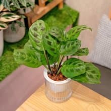 綠豹竹芋 免澆水盆栽 室內植物 觀葉植物  禮物 辦公室小物