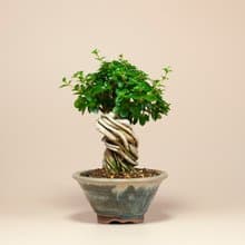 【療癒植物】辦公室植栽 居家佈置 觀葉植物 交換禮物