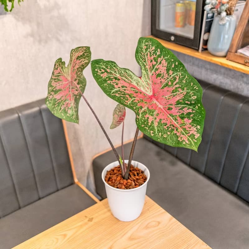 彩葉芋 日式塑陶盆 室內植物 觀葉植物 禮物 盆栽 辦公室小物