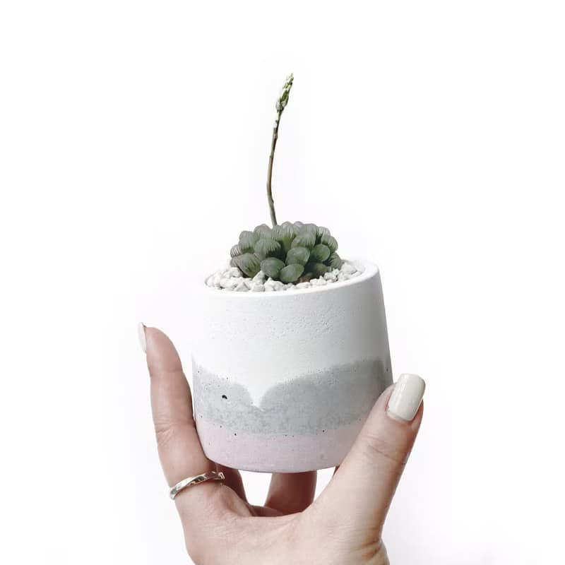 (現貨) 莫蘭迪粉系列 | 姬玉露 圓形三色不規則水泥多肉植栽