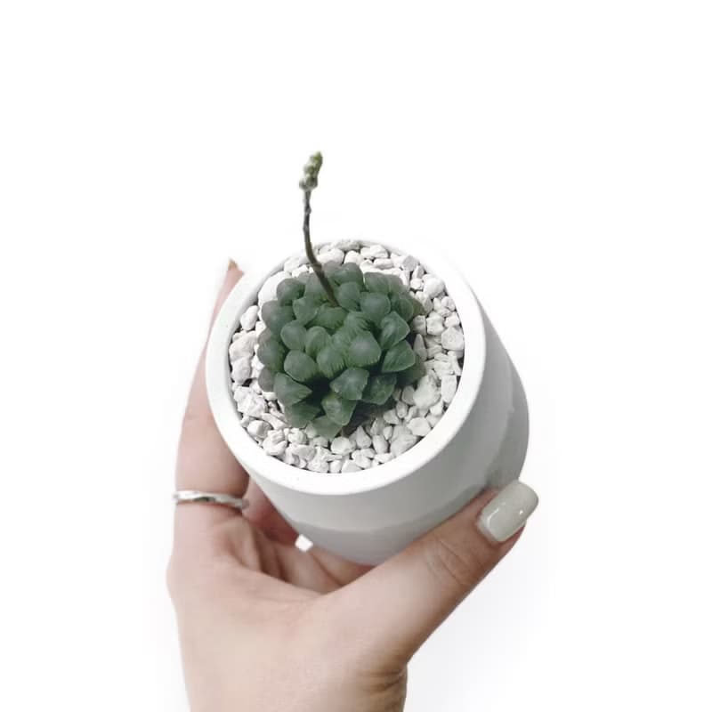 (現貨) 莫蘭迪粉系列 | 姬玉露 圓形三色不規則水泥多肉植栽