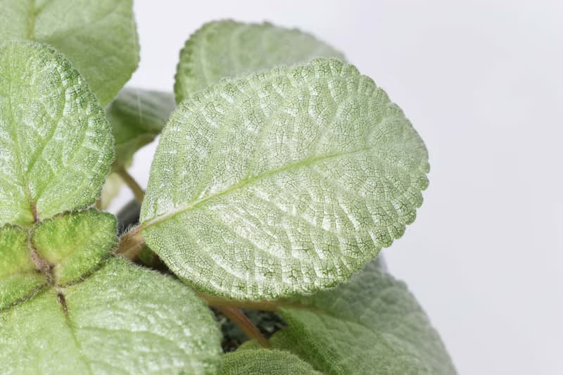 喜蔭花'冰山' 丨室內植栽丨辦公室植栽丨療癒小物丨送禮丨
