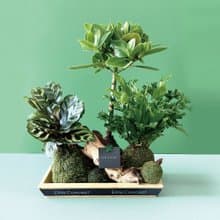 森活日常 | 苔球盆栽
