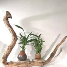 -眼鏡蛇-  花架 花座 展示架 盆栽架 多肉植物 木頭擺飾