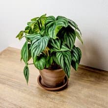 西瓜普洛蔓綠絨摩卡陶盆栽 開幕盆栽 桌上盆栽 送禮