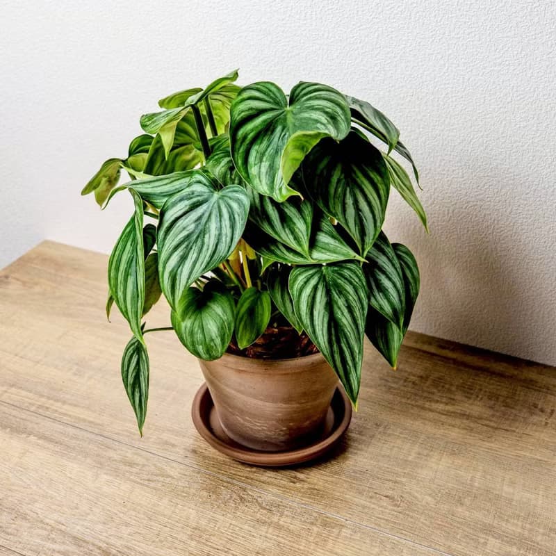 西瓜普洛蔓綠絨摩卡陶盆栽 開幕盆栽 桌上盆栽 送禮