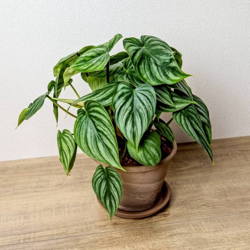 西瓜普洛蔓綠絨摩卡陶盆栽 開幕盆栽 桌上盆栽 送禮