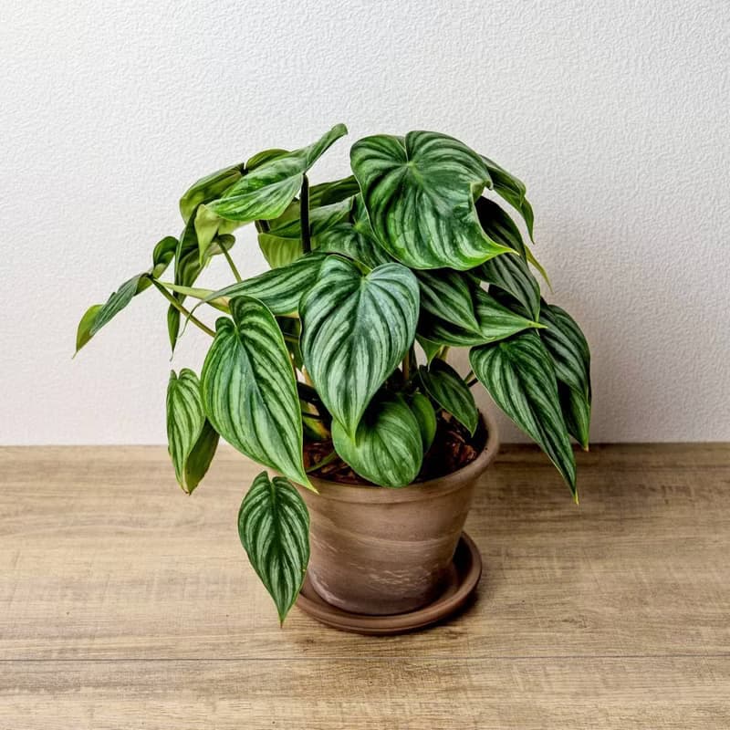 西瓜普洛蔓綠絨摩卡陶盆栽 開幕盆栽 桌上盆栽 送禮