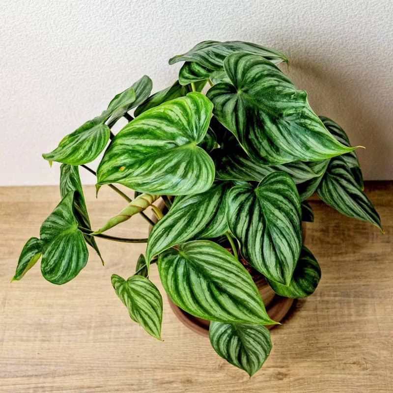 西瓜普洛蔓綠絨摩卡陶盆栽 開幕盆栽 桌上盆栽 送禮