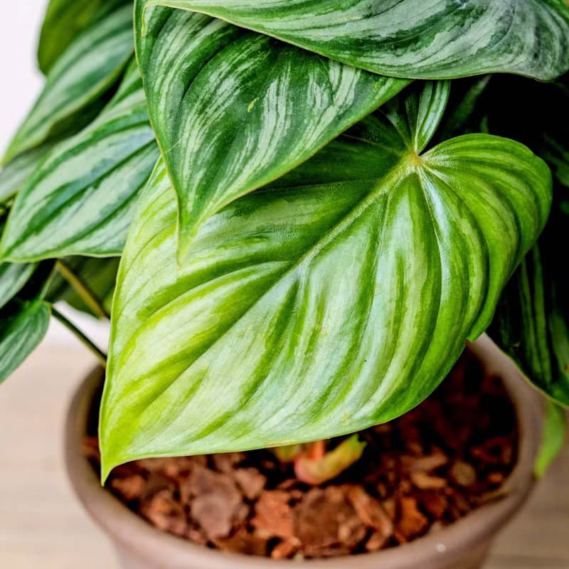 西瓜普洛蔓綠絨摩卡陶盆栽 開幕盆栽 桌上盆栽 送禮