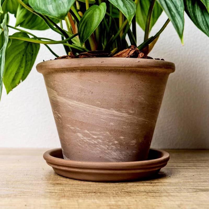 西瓜普洛蔓綠絨摩卡陶盆栽 開幕盆栽 桌上盆栽 送禮