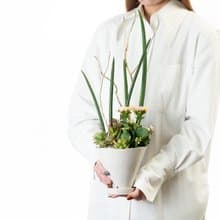 【專車配送】雲中仙境 - 以植為禮 / 盆栽 植物 台灣設計 有肉