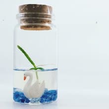 多肉植物【火龍果裝飾款】 小室瓶栽 辦公室小植栽 防小人人氣王