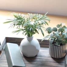 水培植栽│袖珍椰子_室內植物 辦公室盆栽 店內布置