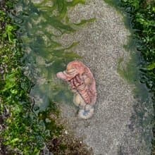 動物系列-諾瓦/擺飾/雕塑公仔/原創手作手繪