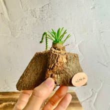 手工木作設計 盆栽擺飾 多肉植物 峨嵋山