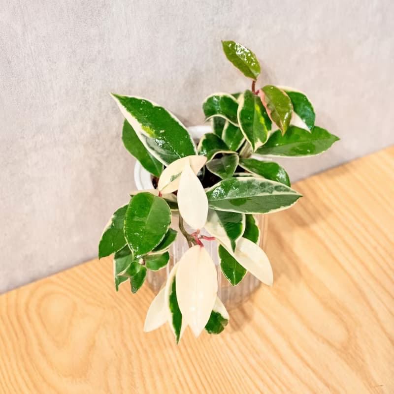 班葉毬蘭 免澆水盆栽 室內植物 觀葉植物  禮物 辦公室小物