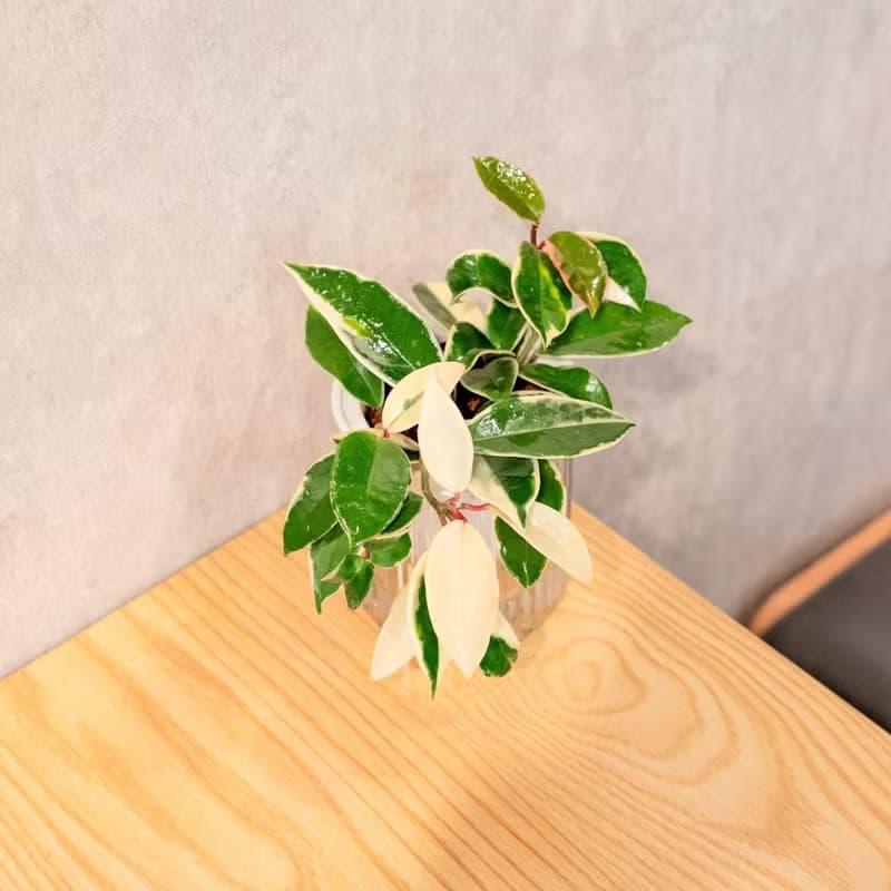 班葉毬蘭 免澆水盆栽 室內植物 觀葉植物  禮物 辦公室小物