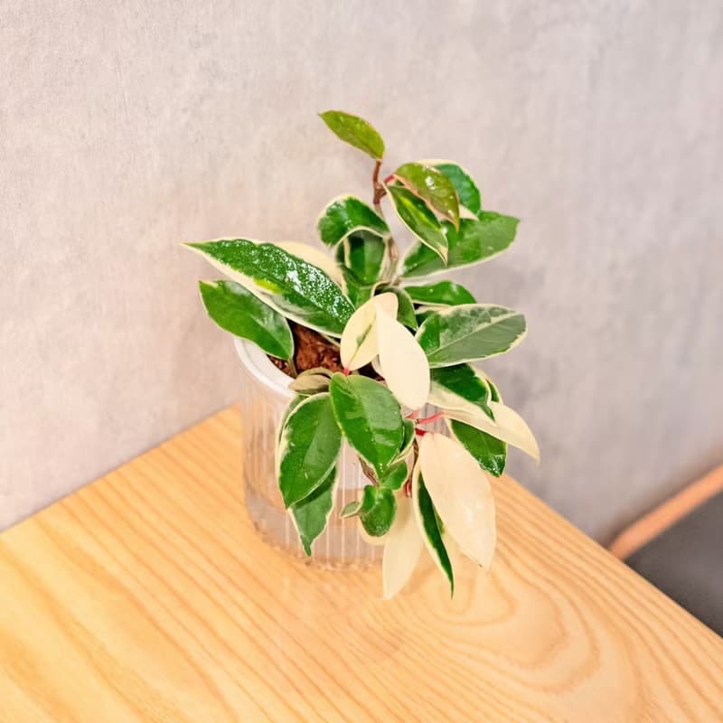 班葉毬蘭 免澆水盆栽 室內植物 觀葉植物  禮物 辦公室小物