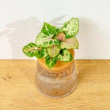 聖誕合果芋 三角水耕盆栽 室內植物 觀葉植物 禮物 水培