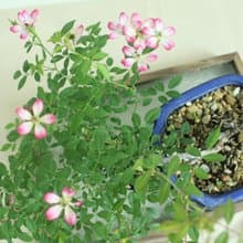 日本屋久島姬玫瑰 l 裸根系列 中品盆栽 室內植栽 禮物