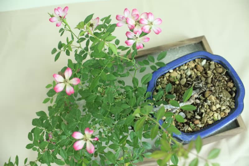 日本屋久島姬玫瑰 l 裸根系列 中品盆栽 室內植栽 禮物