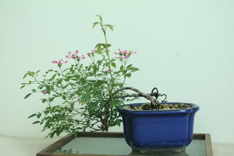 日本屋久島姬玫瑰 l 裸根系列 中品盆栽 室內植栽 禮物