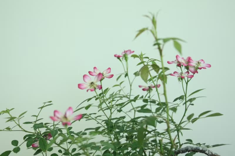 日本屋久島姬玫瑰 l 裸根系列 中品盆栽 室內植栽 禮物