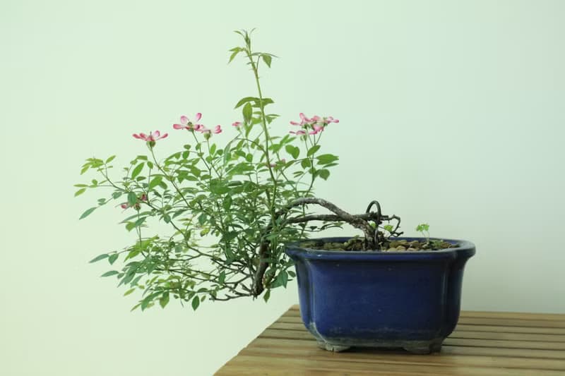 日本屋久島姬玫瑰 l 裸根系列 中品盆栽 室內植栽 禮物