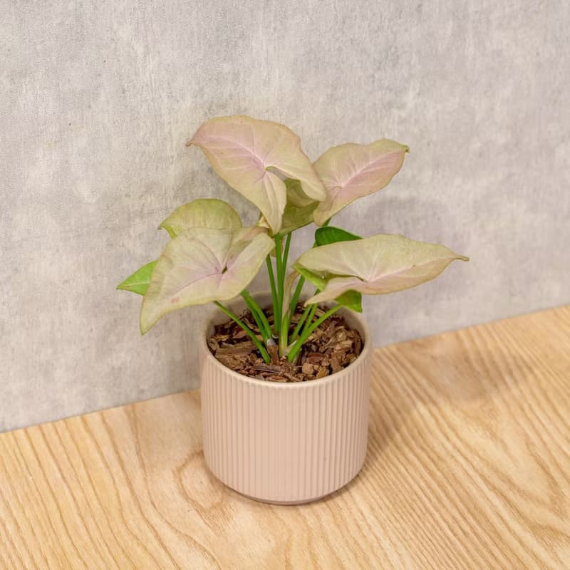 粉紅佳人合果芋 莫蘭迪色系直紋陶盆 室內植物 觀葉植物 禮物 盆