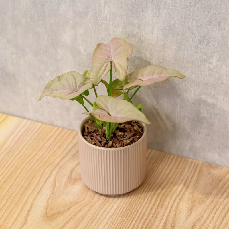 粉紅佳人合果芋 莫蘭迪色系直紋陶盆 室內植物 觀葉植物 禮物 盆