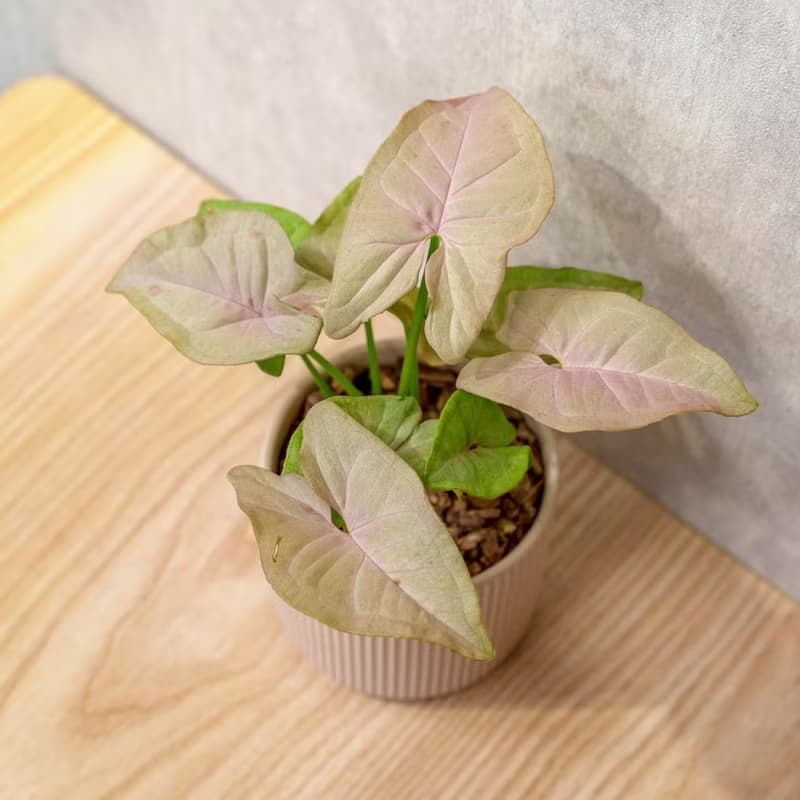 粉紅佳人合果芋 莫蘭迪色系直紋陶盆 室內植物 觀葉植物 禮物 盆
