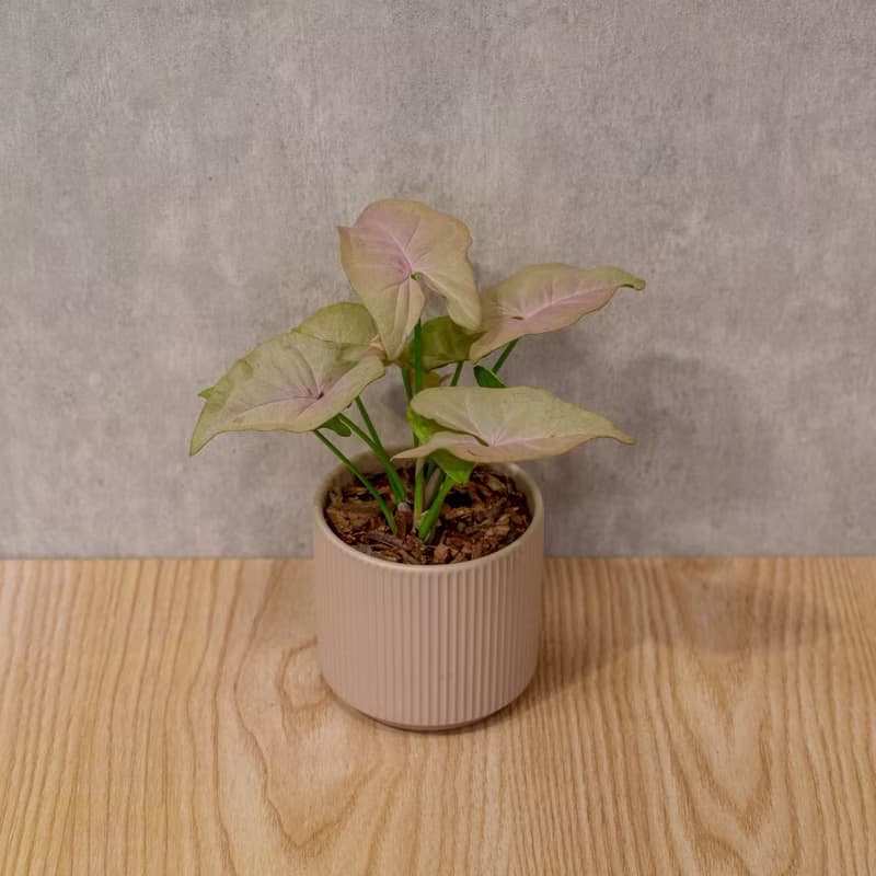 粉紅佳人合果芋 莫蘭迪色系直紋陶盆 室內植物 觀葉植物 禮物 盆