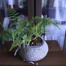 兔腳蕨 l 石頭盆栽 中品盆栽 蕨類 室內植栽 玄關擺設