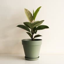 Mint 薄荷斑葉橡膠樹大植栽_荷蘭設計極簡霧面盆