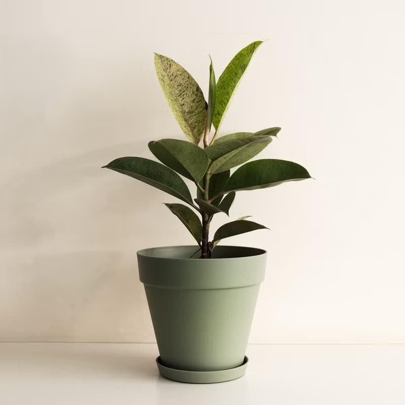Mint 薄荷斑葉橡膠樹大植栽_荷蘭設計極簡霧面盆