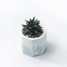 (現貨) 莫蘭迪藍系列 | 黑舌 五重塔 小八角形漸層水泥多肉植栽